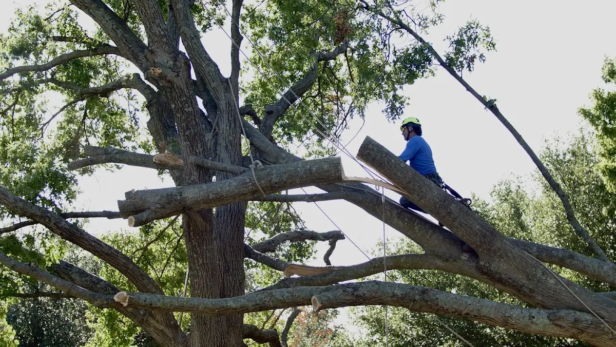 Professional Crown Thinning performed by certified arborists in Ashby